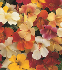 Kejklířka skrzyżowana Magic Mix F1 - Mimulus hybridus - nasiona kejklířki - 50 szt.