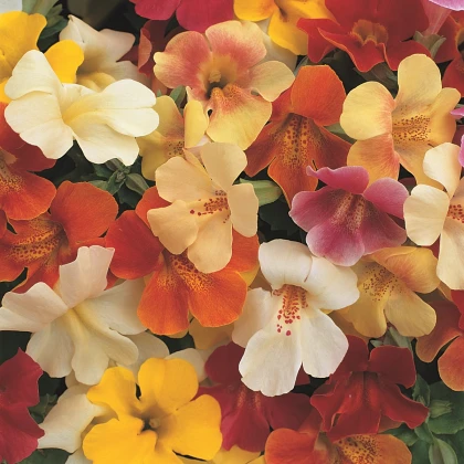 Kejklířka skrzyżowana Magic Mix F1 - Mimulus hybridus - nasiona kejklířki - 50 szt.