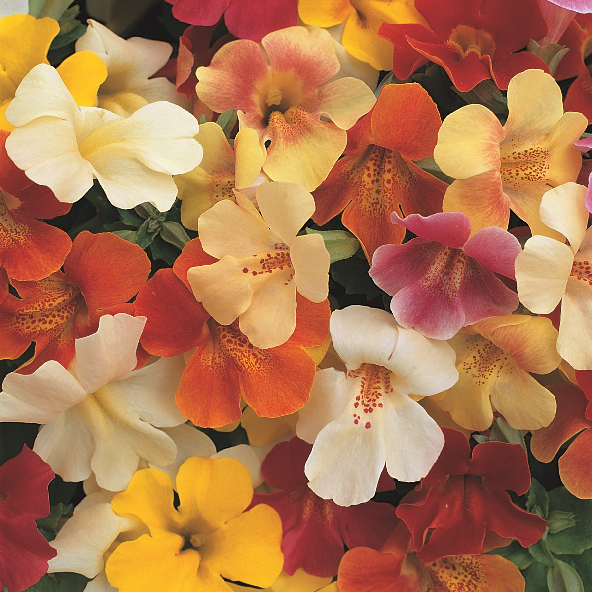 Kejklířka skrzyżowana Magic Mix F1 - Mimulus hybridus - nasiona kejklířki - 50 szt.