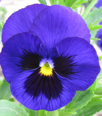 Maceška Schweizer Riesen Alpensee - Viola wittrockiana - semena macešky - 200 ks