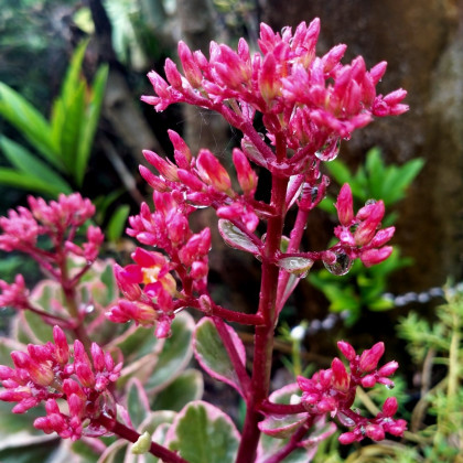 Rozchodník pochybný Voodoo - Sedum spurium - semena rozchodníku - 50 ks