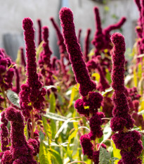 Laskavec krvavý - Amaranthus cruentus - semena laskavce - 270 ks