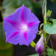 BIO Wilec purpurowy - Ipomoea purpurea - bio nasiona wilec - 30 szt.