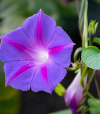 BIO Wilec purpurowy - Ipomoea purpurea - bio nasiona wilec - 30 szt.