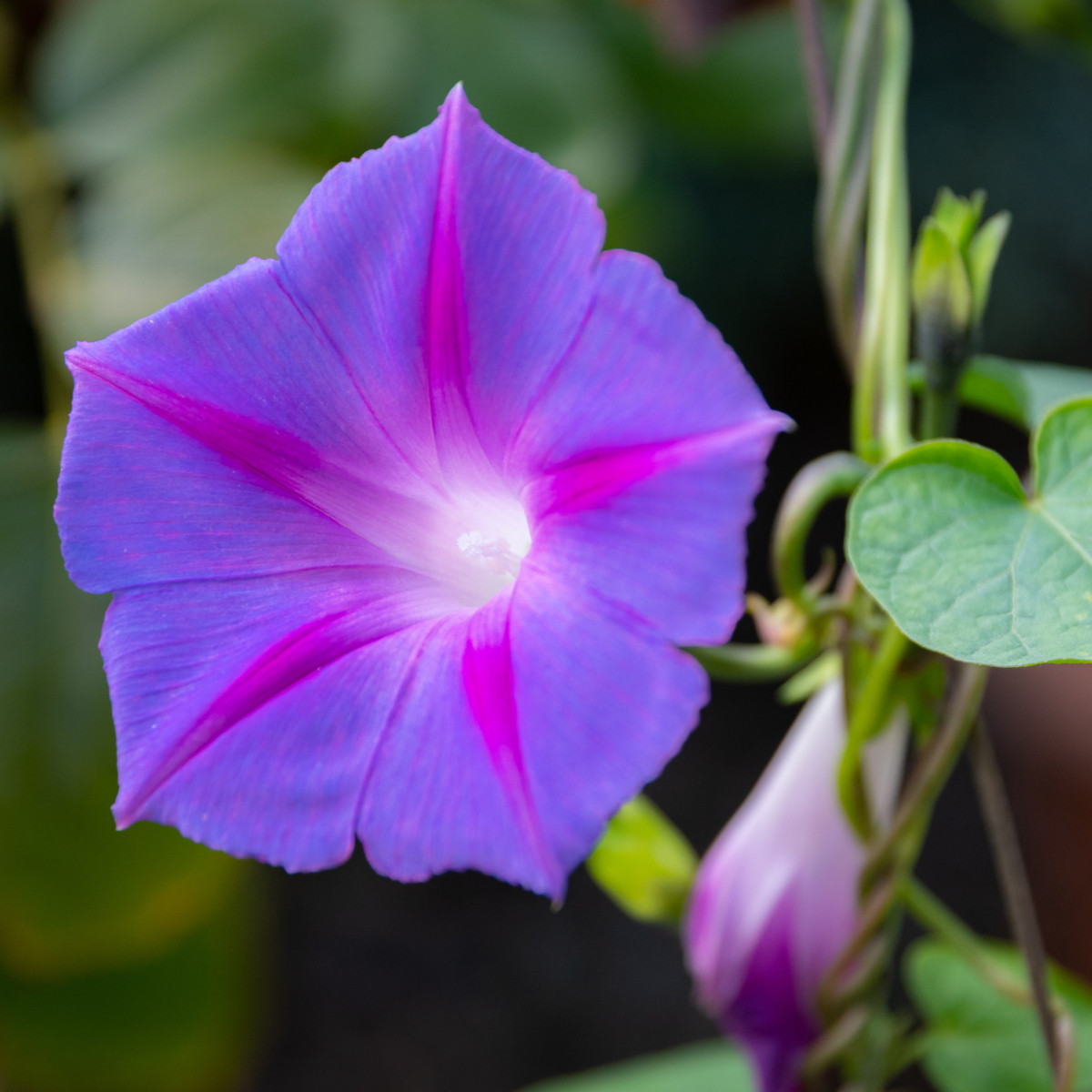 BIO Povíjnice fialová - Ipomoea purpurea - bio semena povíjnice - 15 ks