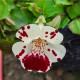 Kejklířka teczkowana White Blotch - Mimulus - nasiona kejklířki - 20 szt.