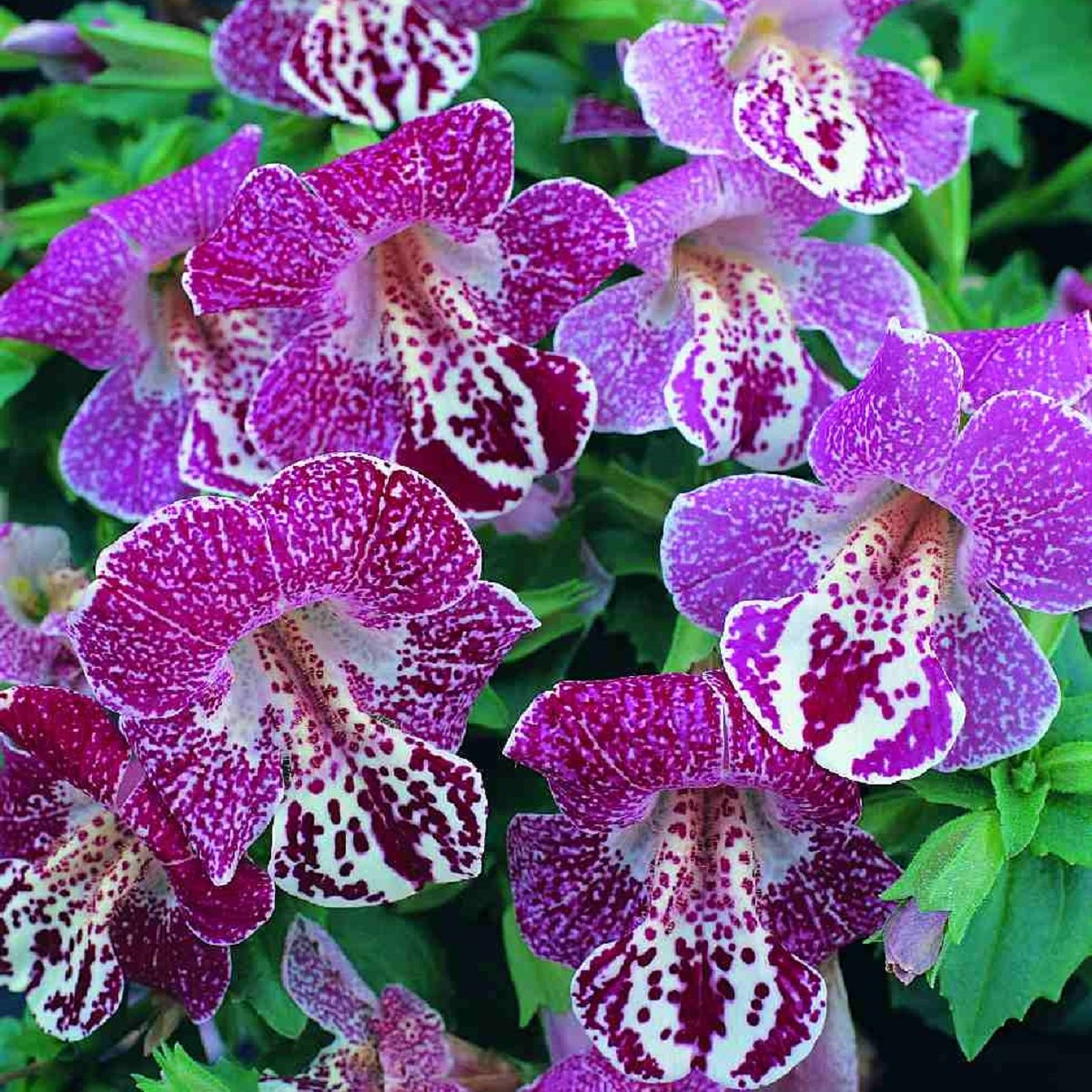 Kejklířka tečkovaná White Flame - Mimulus - semena kejklířky - 20 ks