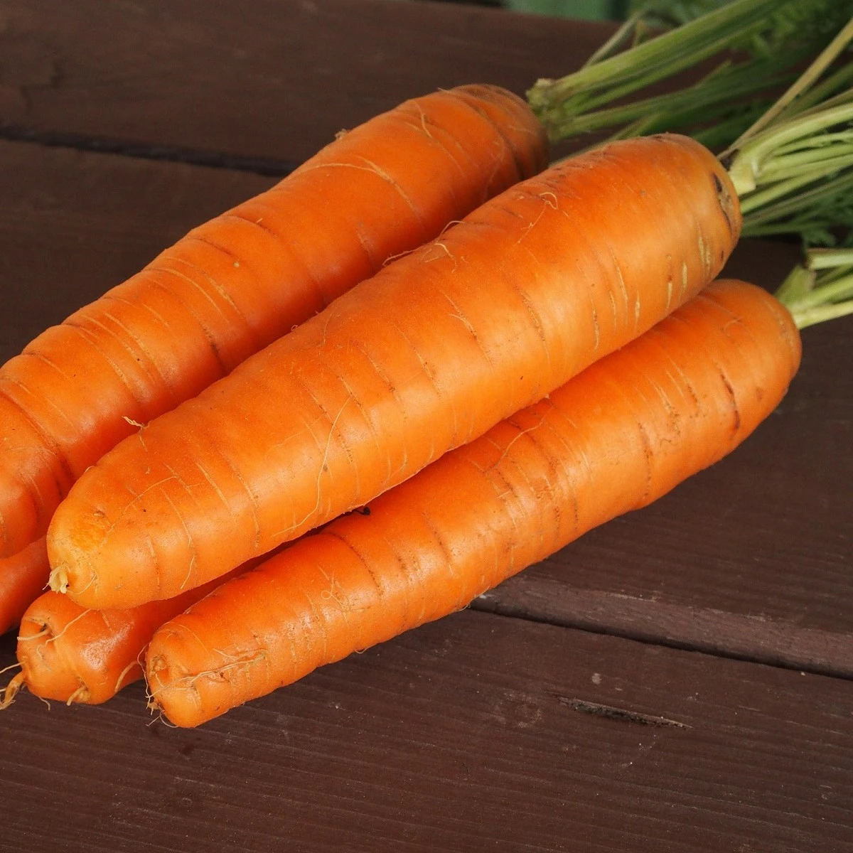 Mrkev Karotina - Daucus carota - semena mrkve - 900 ks