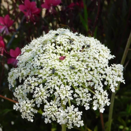 Mrkev Wildform - Daucus carota - semena mrkve - 250 ks