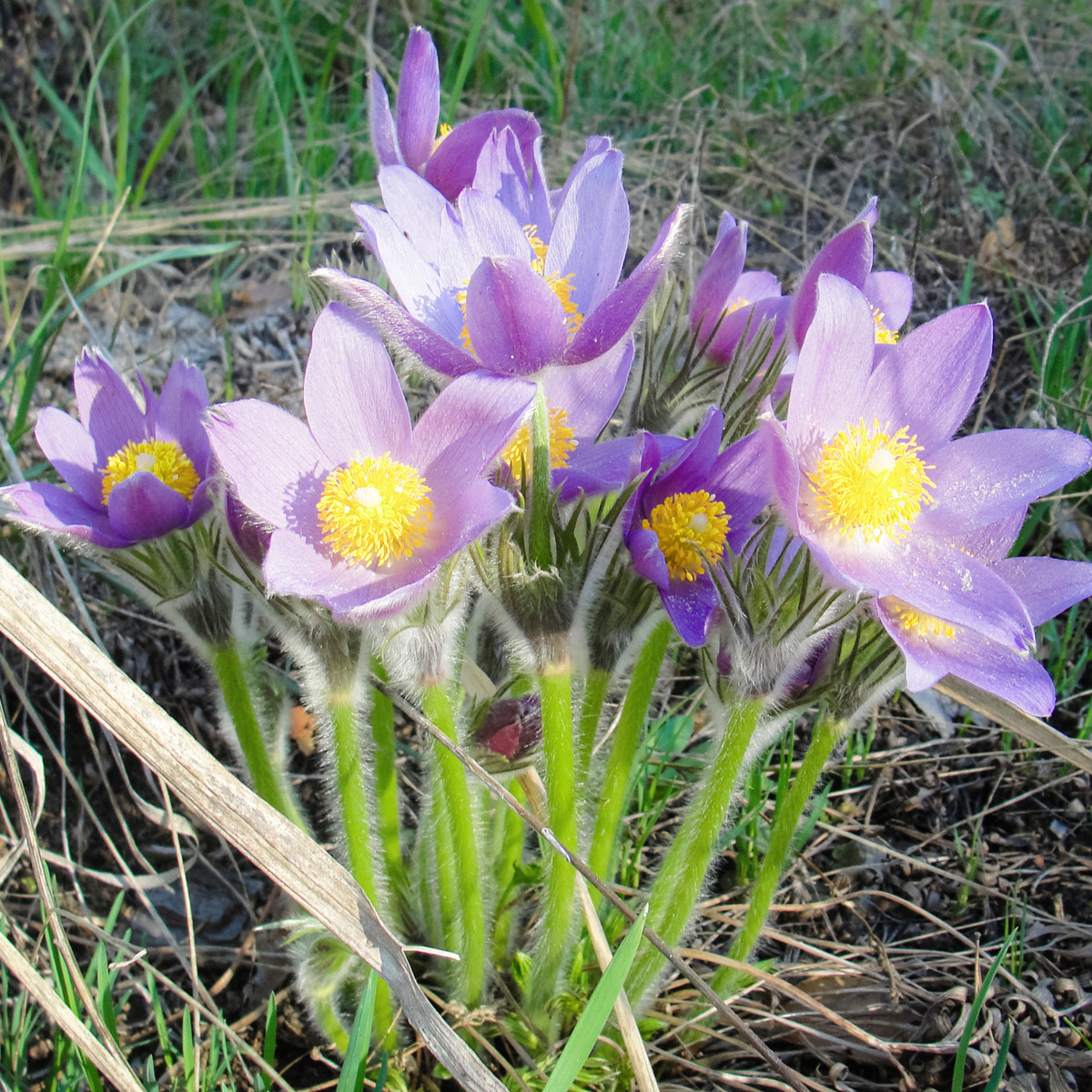 Koniklec alpinský Bells Violet - Pulsatilla alpina - semena koniklece - 20 ks