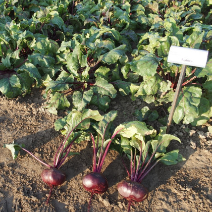 Řepa Kahira - Beta vulgaris L. var. conditiva - semena řepy - 60 ks