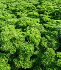 Petržel Astra - Petroselinum crispum - semena petržele - 700 ks