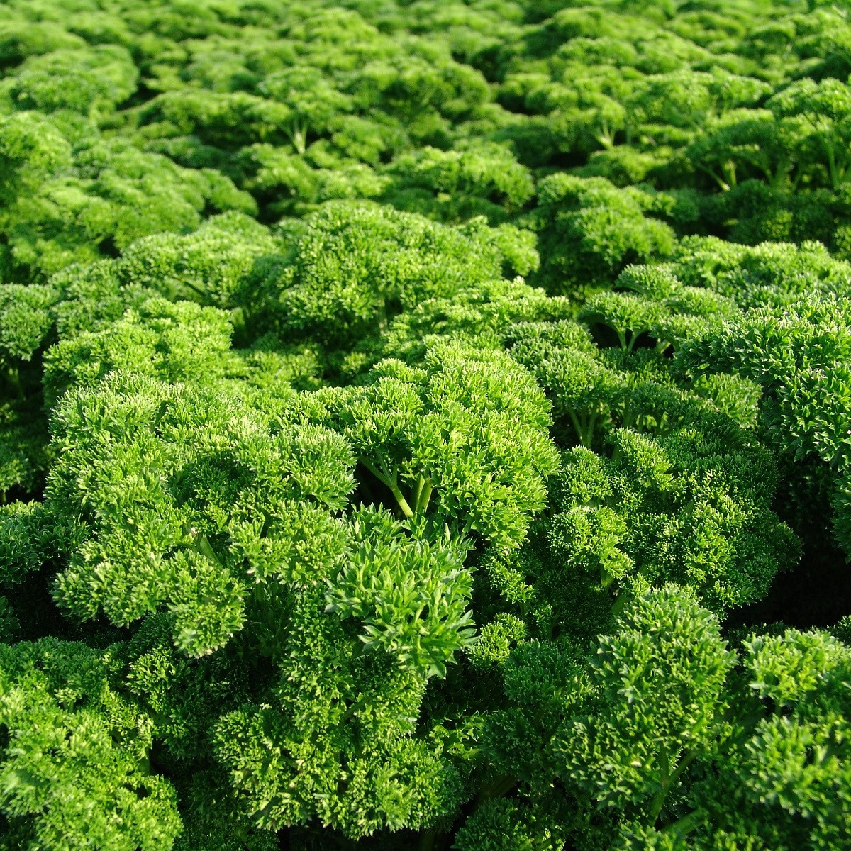 Petržel Astra - Petroselinum crispum - semena petržele - 700 ks