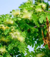 Albízie - Albizia lebbeck - semena albízie - 4 ks
