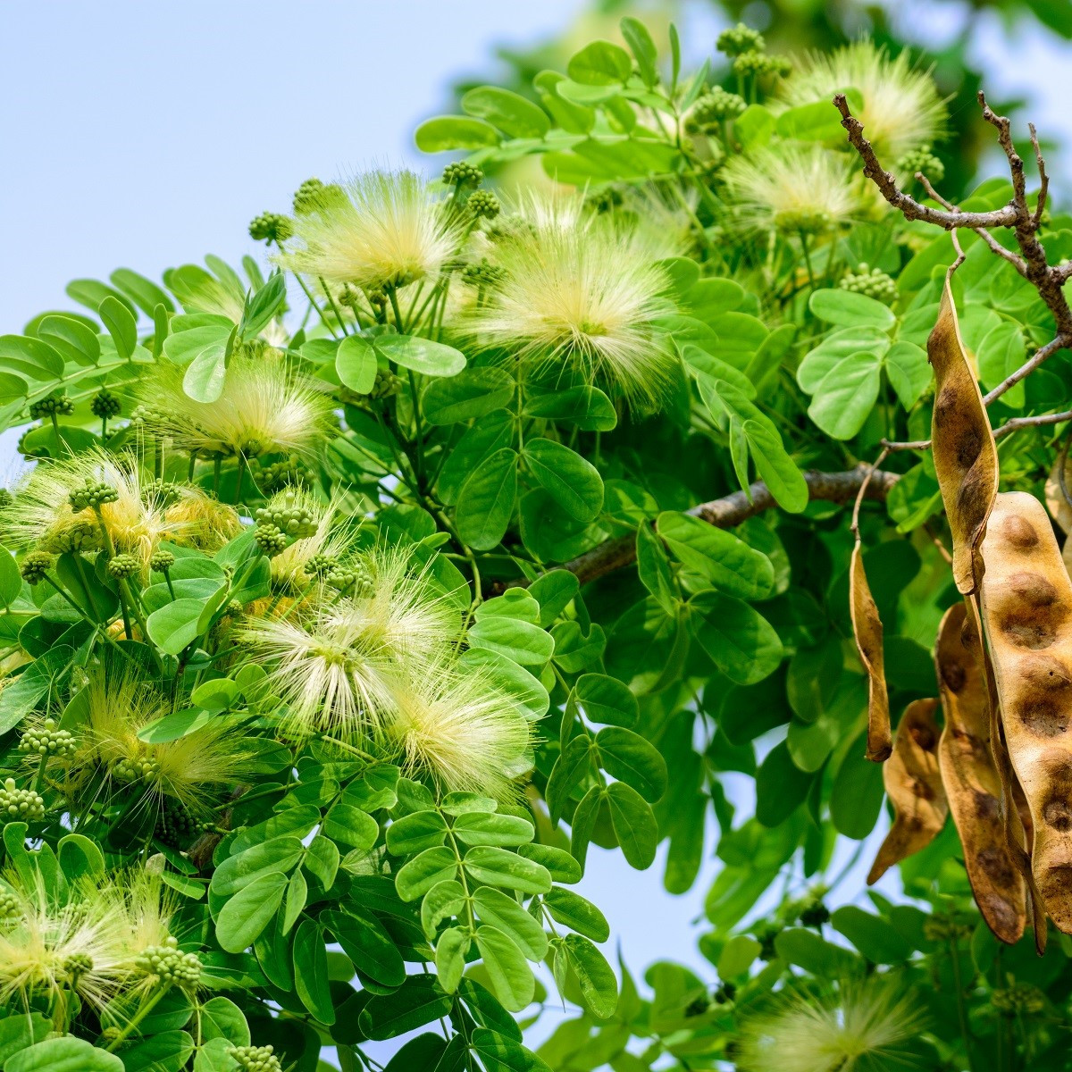 Albízie - Albizia lebbeck - semena albízie - 4 ks