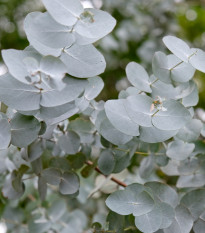 Eukalyptus - Blahovičník - Eucalyptus cinerea - semena eukalyptu - 8 ks