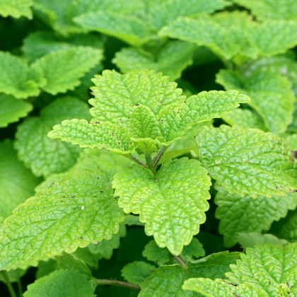 Meduňka Limoncello - Melissa officinalis - semena meduňky - 20 ks