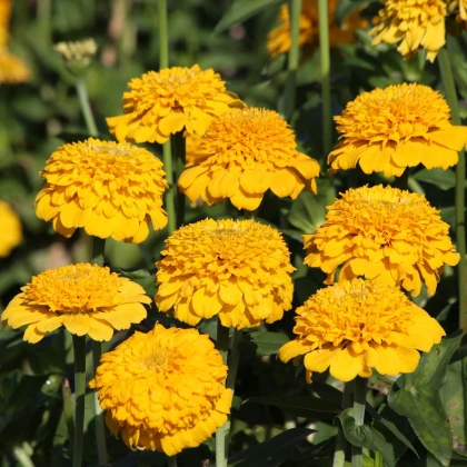 Ostálka Zinderella Yellow - Zinnia elegans - semena ostálky - 20 ks