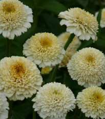 Ostálka Zinderella White - Zinnia elegans - semena ostálky - 20 ks