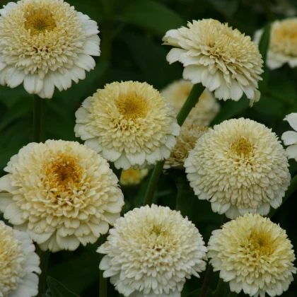 Ostálka Zinderella White - Zinnia elegans - semena ostálky - 20 ks