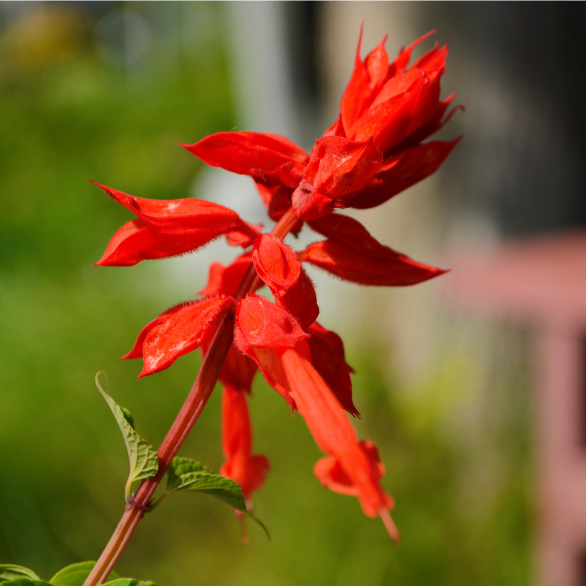 Šalvěj šarlatová Lady in Red - Salvia coccinea - semena šalvěje - 10 ks