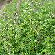 Tymianek francuski letni - Thymus vulgaris - nasiona tymianku - 100 szt.