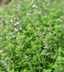Tymianek francuski letni - Thymus vulgaris - nasiona tymianku - 100 szt.