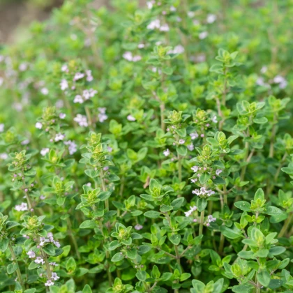 Tymianek francuski letni - Thymus vulgaris - nasiona tymianku - 100 szt.