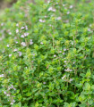 Tymianek francuski letni - Thymus vulgaris - nasiona tymianku - 100 szt.