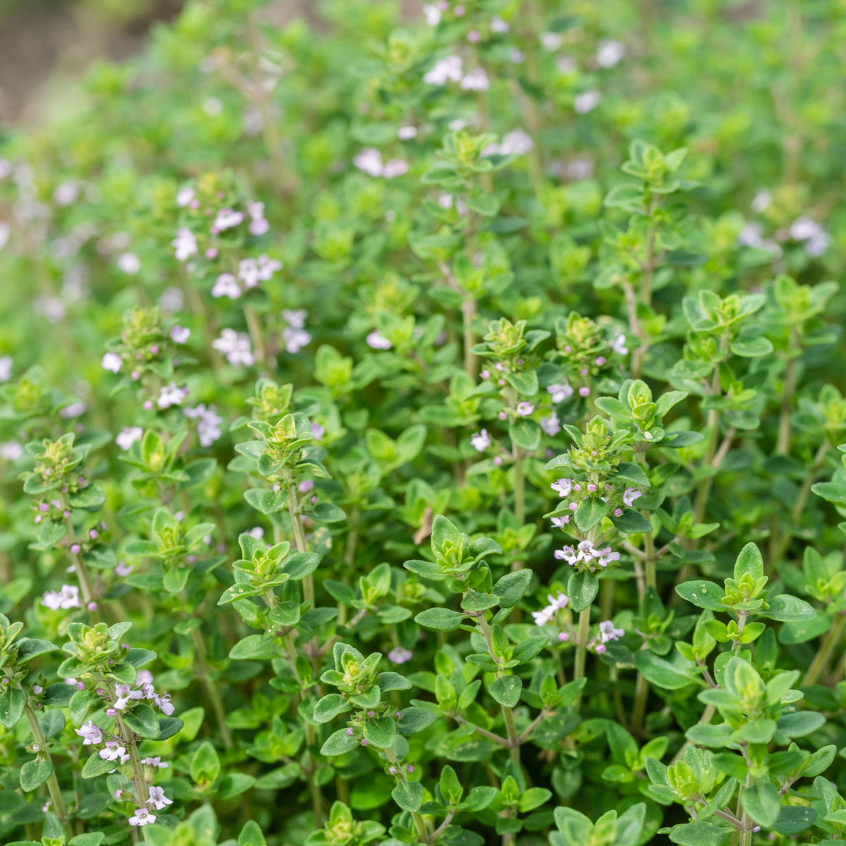 Tymianek francuski letni - Thymus vulgaris - nasiona tymianku - 100 szt.