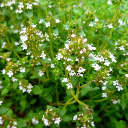 Tymián Orangelo - Thymus vulgaris - semena tymiánu - 40 ks