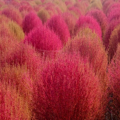 Bytel metlatý - Kochia trichophylla - semena bytelu - 100 ks