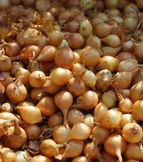 Cebula szalotka Yellow Moon - Allium cepa - cebulki - 250 g