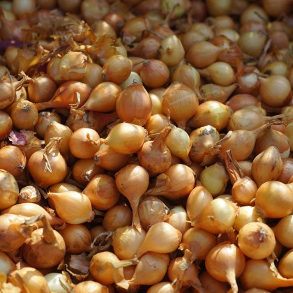 Cibule šalotka Yellow Moon - Allium cepa - cibulky - 10 ks