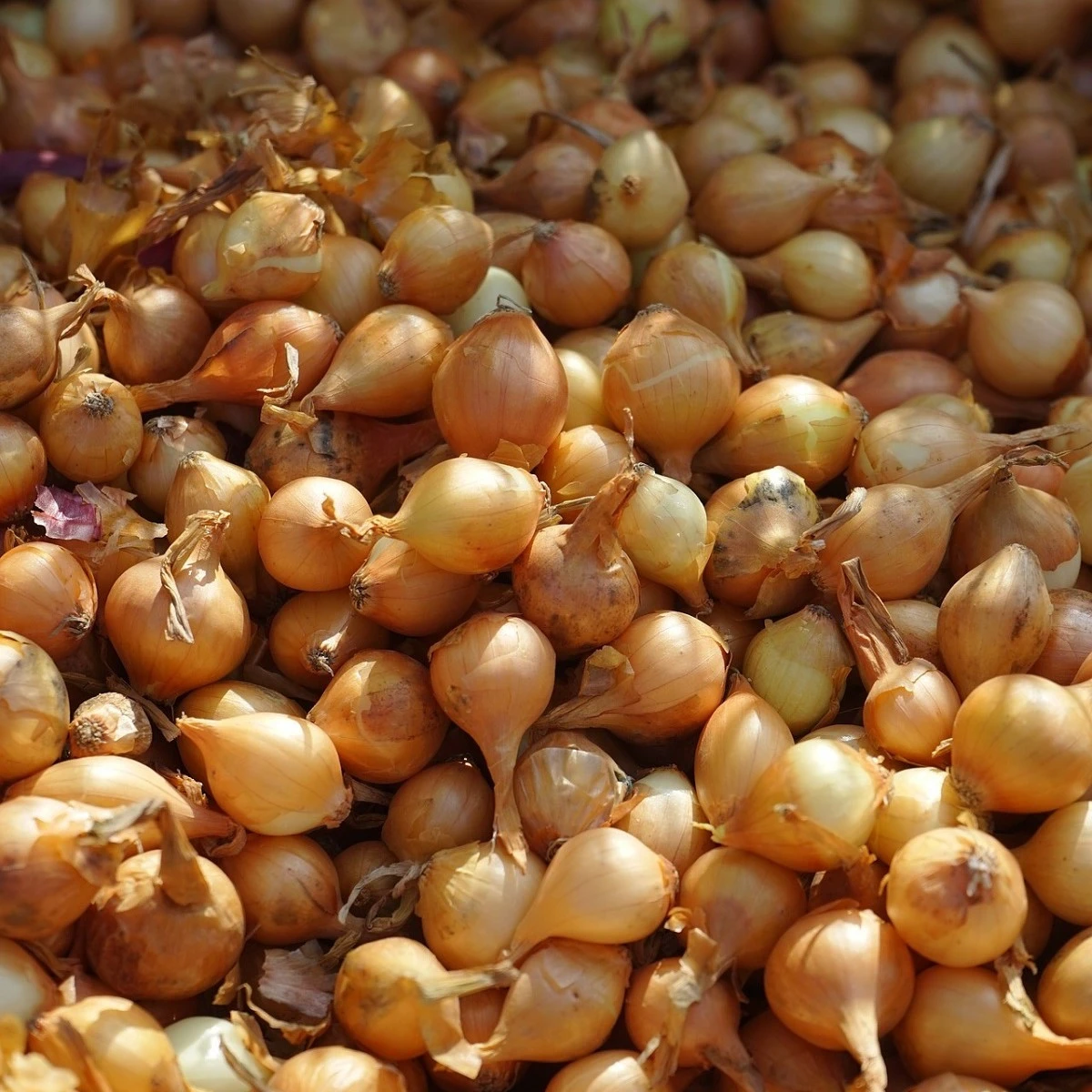 Cibule šalotka Yellow Moon - Allium cepa - cibulky - 10 ks