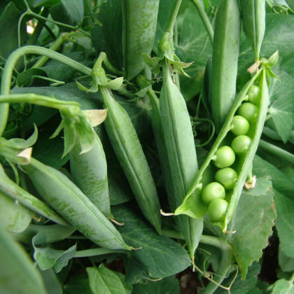 Hrách dřeňový Premium - Pisum sativum - semena hrachu - 80 ks
