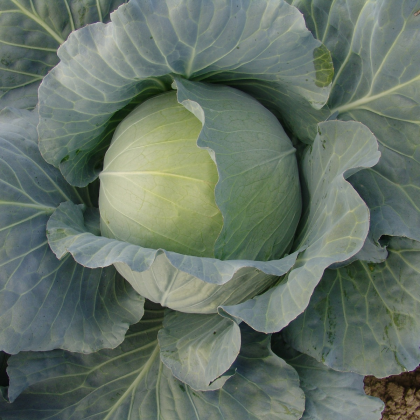 Zelí hlávkové bílé Polar - Brassica oleracea - semena zelí - 200 ks