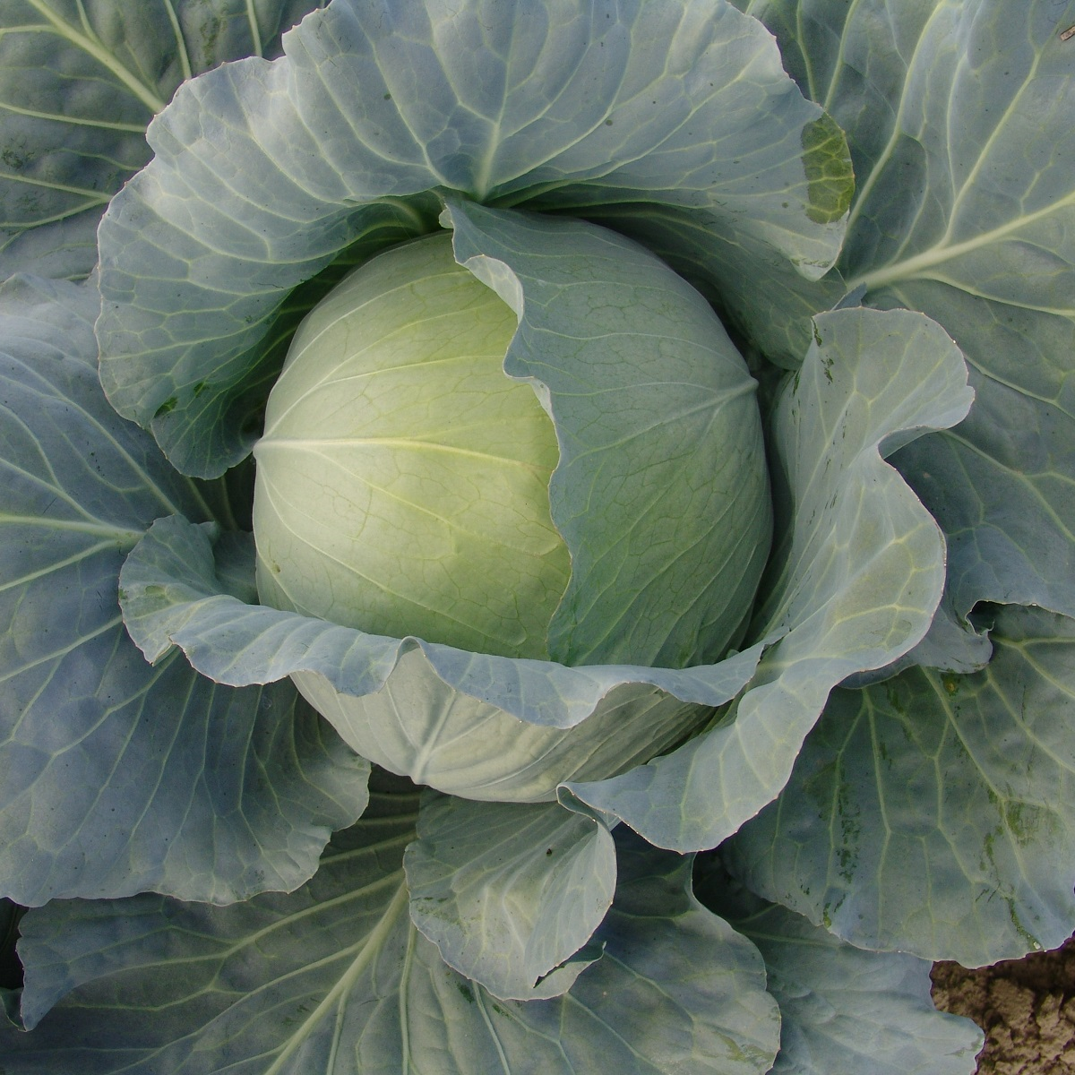 Zelí hlávkové bílé Polar - Brassica oleracea - semena zelí - 200 ks