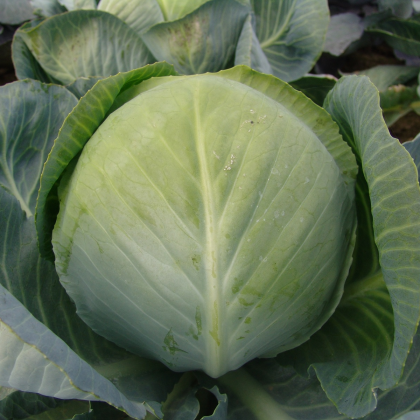 Zelí bílé hlávkové Aros F1 - Brassica oleracea - semena zelí - 100 ks