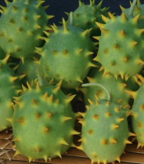 Okurka okrasná - Cucumis species - semena okurky - 6 ks