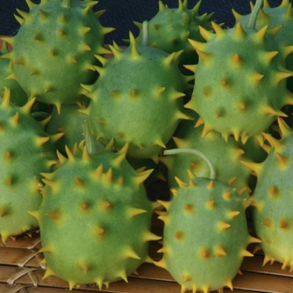 Okurka okrasná - Cucumis species - semena okurky - 6 ks