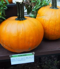 Dýně Tom Fox pro Halloween - Cucurbita pepo - semena dýně - 5 ks