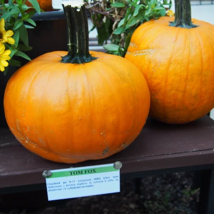 Dýně Tom Fox pro Halloween - Cucurbita pepo - semena dýně - 5 ks