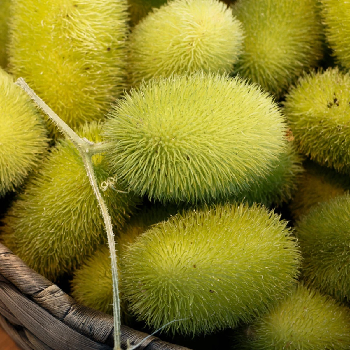 Okurka Ježek - Cucumis dipsaceus - semena okurky -  6 ks