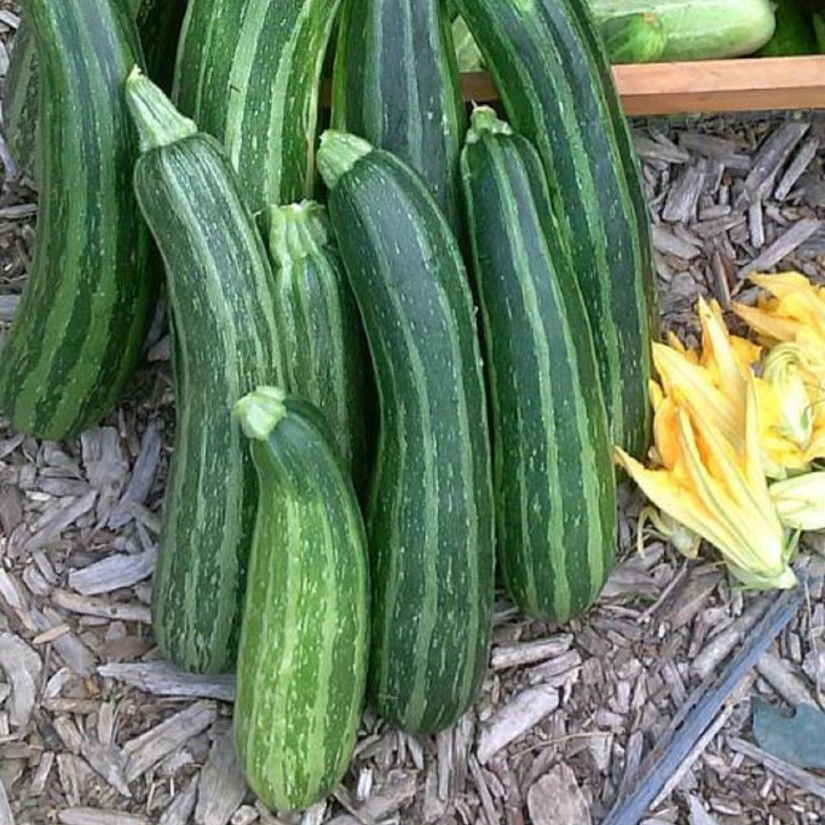 Cuketa Striato d Italia - Cucurbita pepo - semena cukety - 8 ks