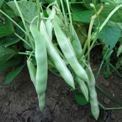 Fazole keříčková Dalmatin - Phaseolus vulgaris - semena fazole - 15 ks