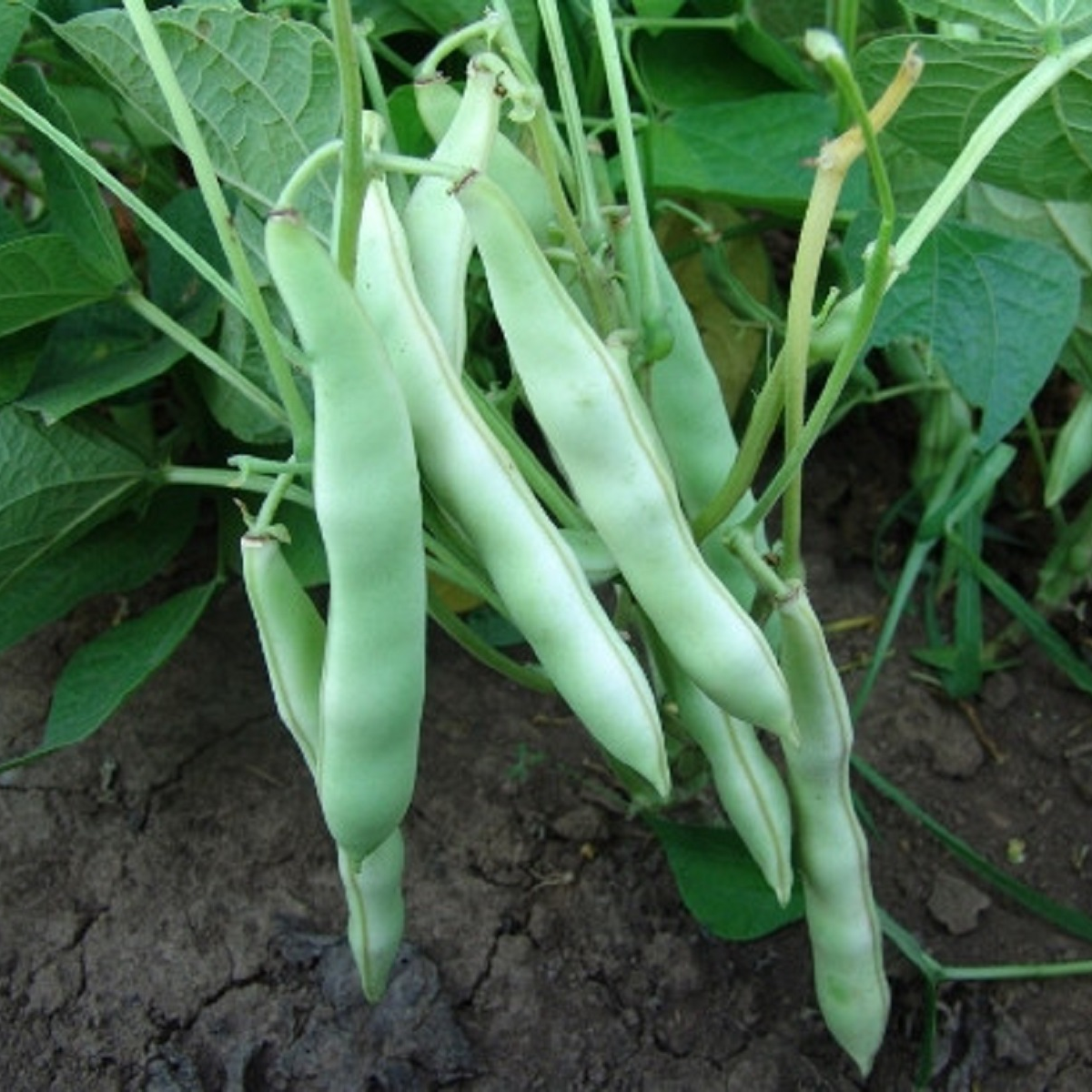 Fazole keříčková Dalmatin - Phaseolus vulgaris - semena fazole - 15 ks