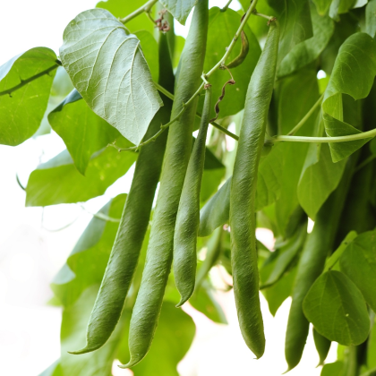 Fazole keříčková Filetty - Phaseolus vulgaris var. nanus - semena fazole - 20 ks