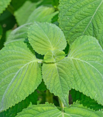 Perila zelená - Perilla furtescens - semena perily - 350 ks