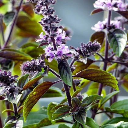 Bazalka skořicová - Ocimum basilicum - semena bazalky - 50 ks